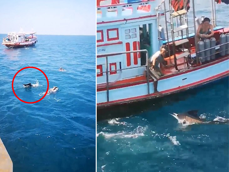泰国海域剑鱼疯狂攻击潜水游客 与人近在咫尺